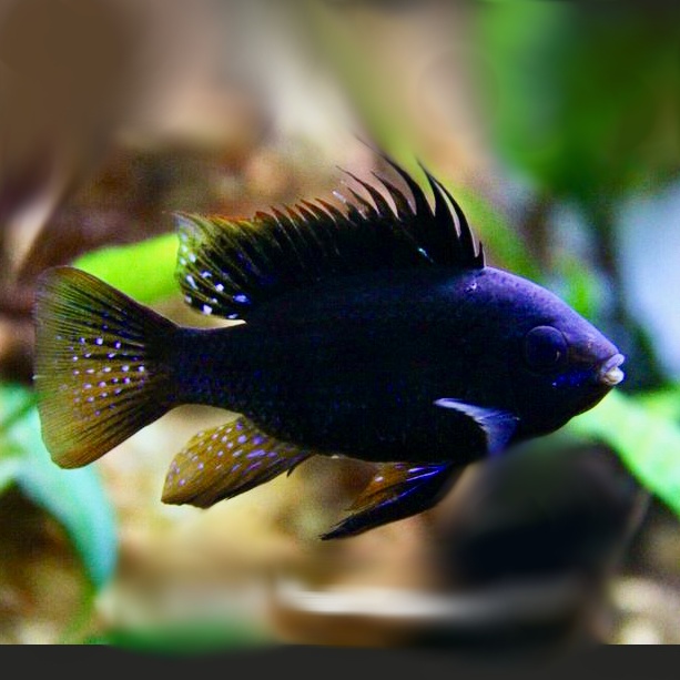 Apistogramma ramirezi Black Konig M